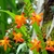 Branched inflorescences with orange flowers above strappy leaves