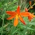 Branched inflorescences with orange flowers above strappy leaves