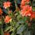 Crossandra infundibuliformis