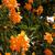 Crossandra infundibuliformis