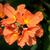 Crossandra infundibuliformis