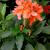 Crossandra infundibuliformis