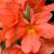 Crossandra infundibuliformis