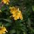 Crossandra infundibuliformis