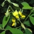 Crotalaria albida