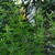 Herbaceous plant; erect stems; unifoliate leaves