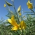 Close-up of yellow flowers against a blue sky.