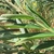 Herbaceous plant; erect stems; unifoliate leaves