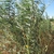 Herbaceous plant; erect stems; unifoliate leaves