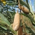 Dried legume pod on a plant with unifoliate leaves.