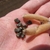 Hand cradling open legume and a cluster of dark seeds.