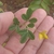 Crotalaria pumila