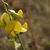 Crotalaria retusa