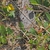 Crotalaria rotundifolia