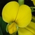 Yellow flower (Monroe County, NY)-Early Fall