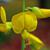 Flower close up