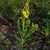 Form in bloom (Monroe County, NY)-Early Fall