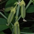 Legumes (Monroe County, NY)-Early Fall