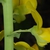 Back of flower (Monroe County, NY)-Early Fall
