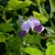 Purplish blue pea flower
