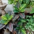 Houseplant view