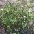Shrub