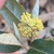 Croton alabamensis