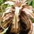 Cryptanthus bivittatus