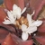 Cryptanthus bivittatus