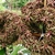 Cryptanthus bivittatus