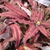 Cryptanthus bivittatus