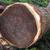 Fallen tree