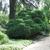 Cryptomeria japonica 'Elegans Nana'