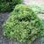 Cryptomeria japonica 'Elegans Nana'