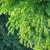 Cryptomeria japonica 'Magic Dragon'