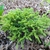 Cryptomeria japonica 'Globosa Nana'