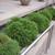 'Globosa Nana' Form