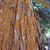 Bark