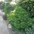 Cryptomeria japonica 'Magic Dragon'