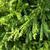 Cryptomeria japonica 'Magic Dragon'