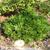Cryptomeria japonica 'Magic Dragon'