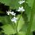 Cryptotaenia japonica