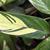 Leaf close up