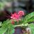 Flower and bud