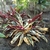 Form of 'Tricolor'