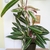 Plant with variegated leaves growing in a pot