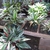 Several pots of the plants with variegated leaves