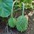 Vines