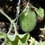 Green fruit and hairy stems and leaves