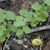 Leaves and fruit